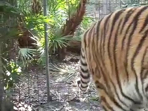 FEEDING THE BIG CATS! Tigers Lions