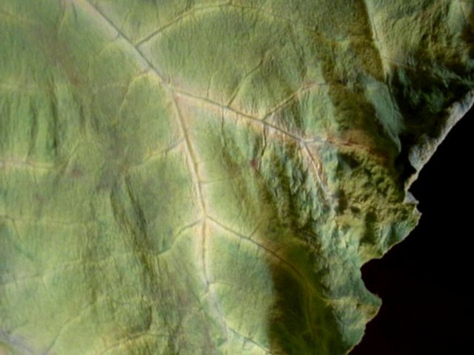 la préparation de la toile