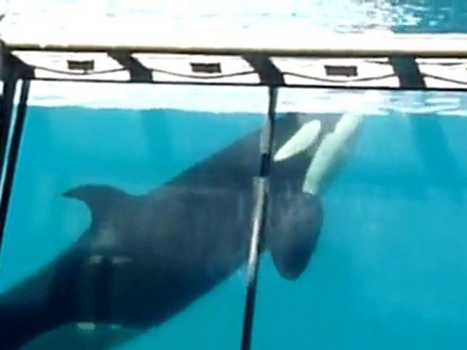 marineland 185