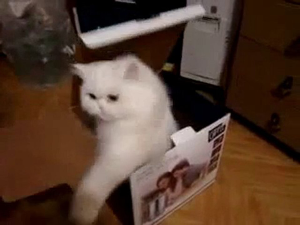 chat caché dans une boite en carton