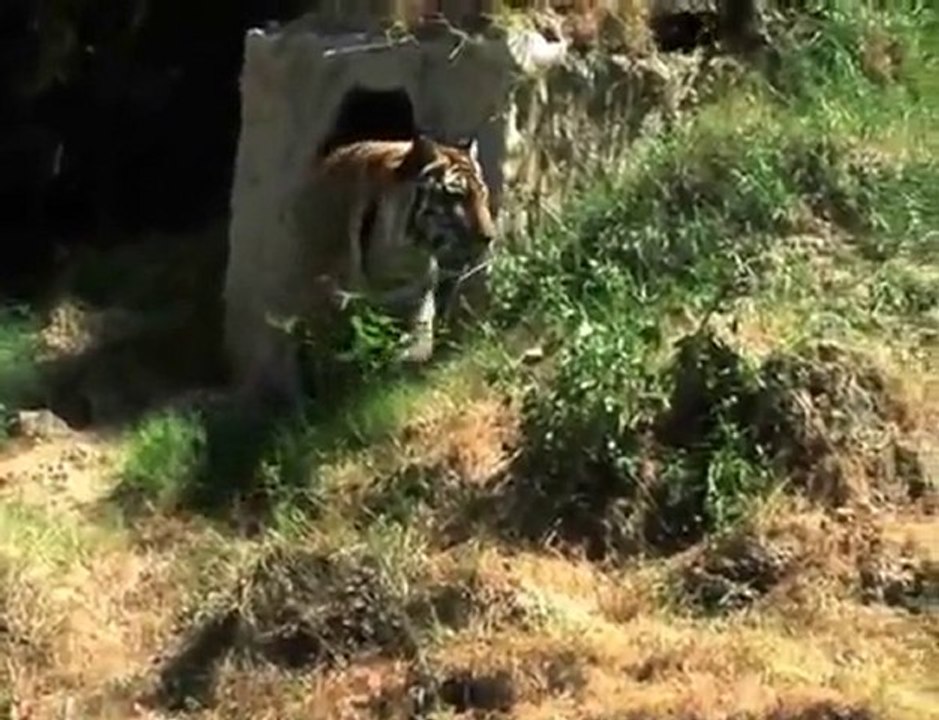 750lb TIGER gets new home!