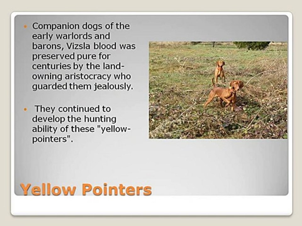 Hungarian Vizsla Minnesota, Hungarian Vizslas Minnesota, Oh