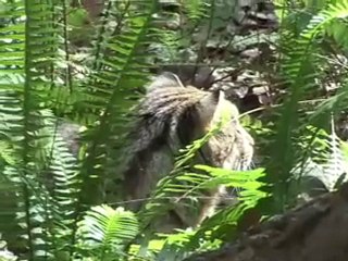 'Flagship Species'  Lions and Tigers