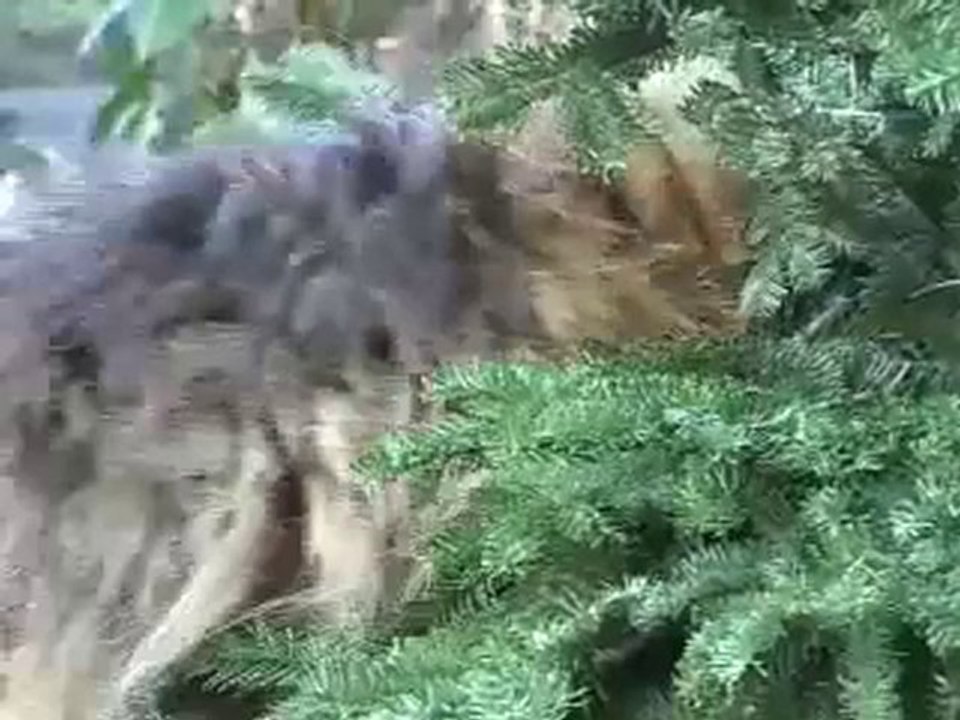 BIG CAT Christmas!