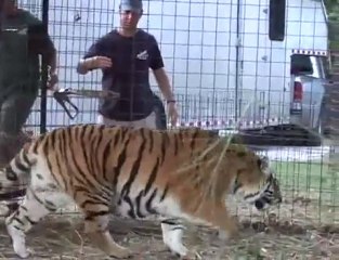 Lion & Tiger Rescue (Joseph's Pride)
