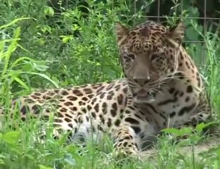 AMUR LEOPARD "Almost Extinct"