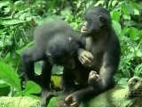Kindness and Sexual Behaviours in Bonobos