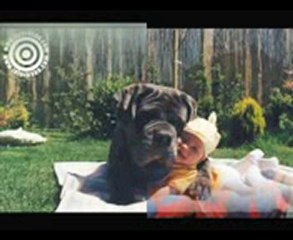 iki arkadaşın hikayesi -