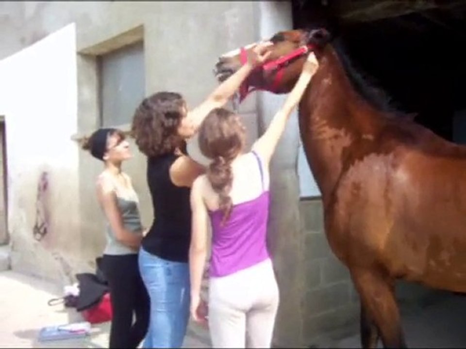 Désensibilisation oreilles cheval