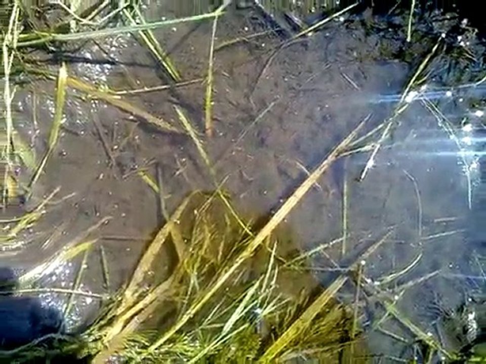 Gîtes larvaires moustiques suite inondation Draguignan var