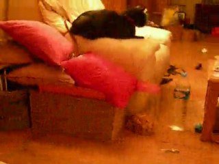 bouboule et chipie bébé