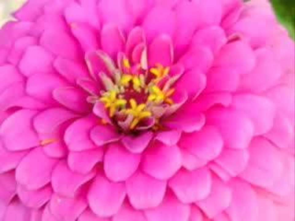 Summer Flowers