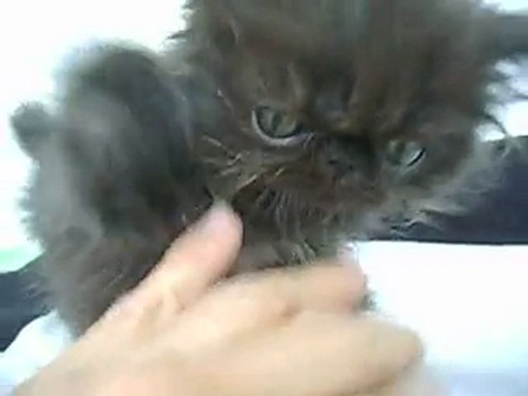 persa negro Grimper Matute