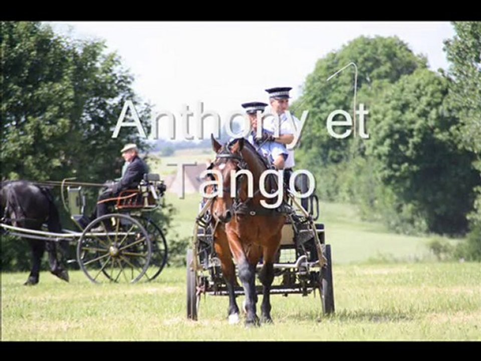 jeunes chevaux sassy2010