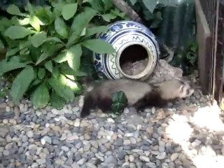 bb furets 56j=8 semaines