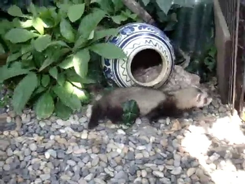 bb furets 56j=8 semaines