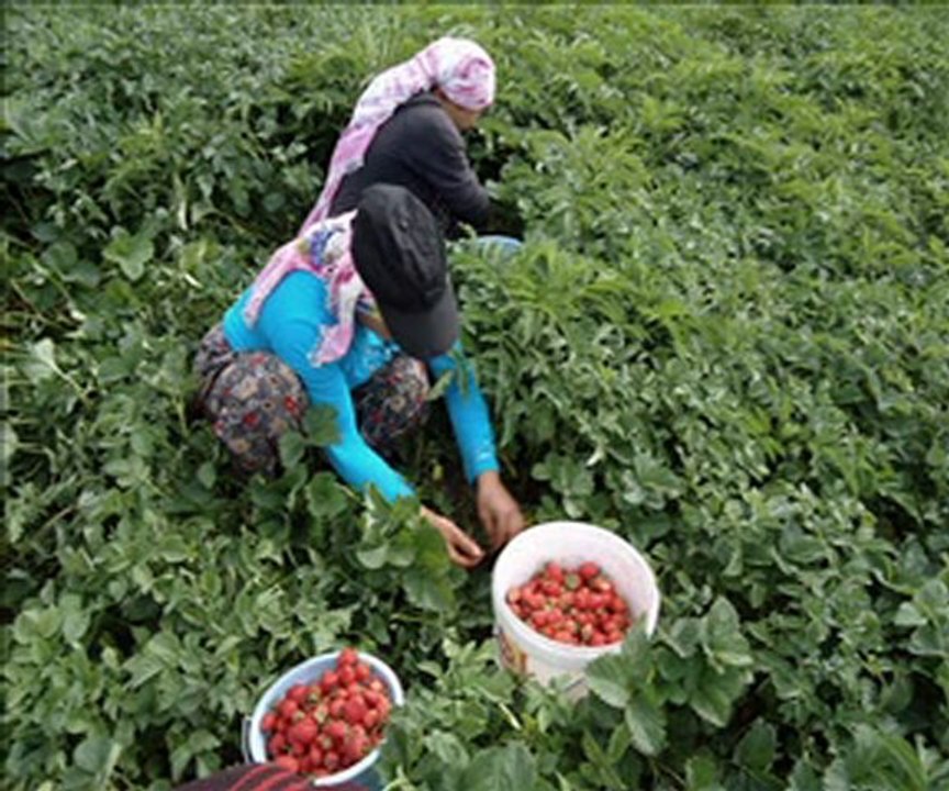 Erbaa çatalan köyü