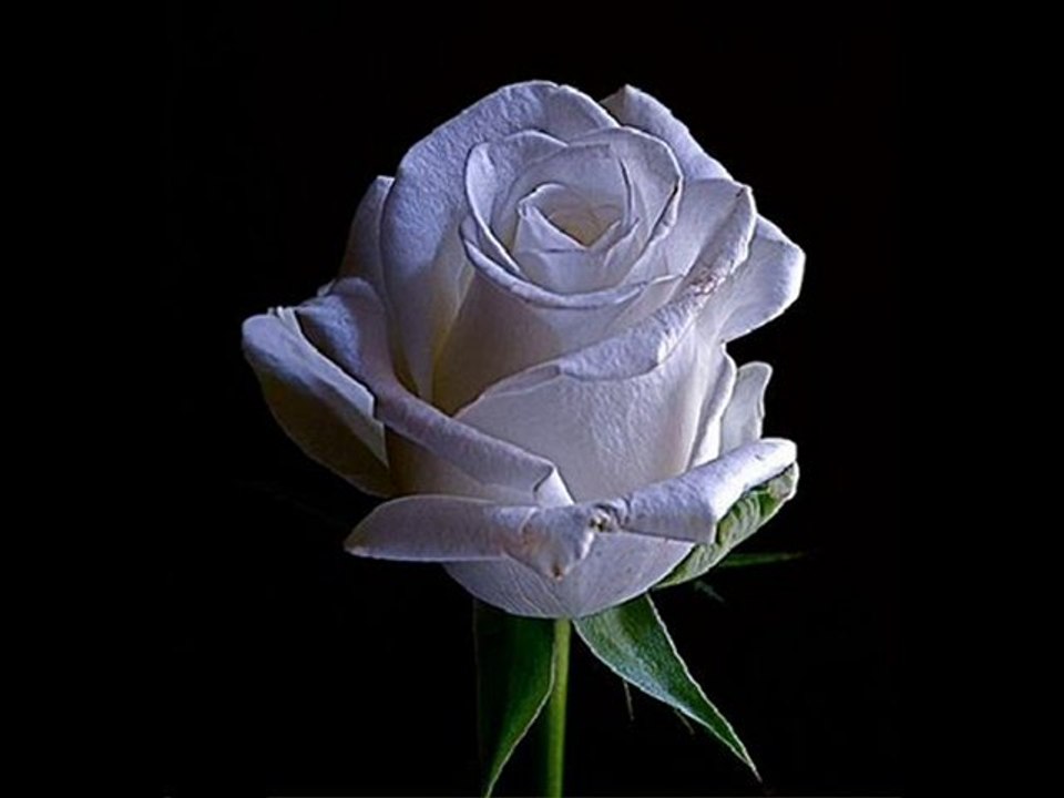 R.B - Gül Bakışlım