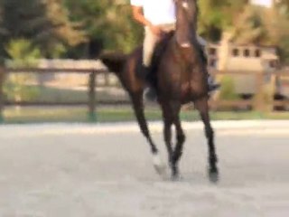 i m selling my horse 1996 Bulgarian neuter.Atımı satıyorum..