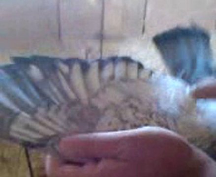 Fehmi ateş filo güvercin çiftlileri guvercinrehberi.com