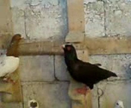 Fehmi ateş filo güvercinleri guvercinrehberi.com