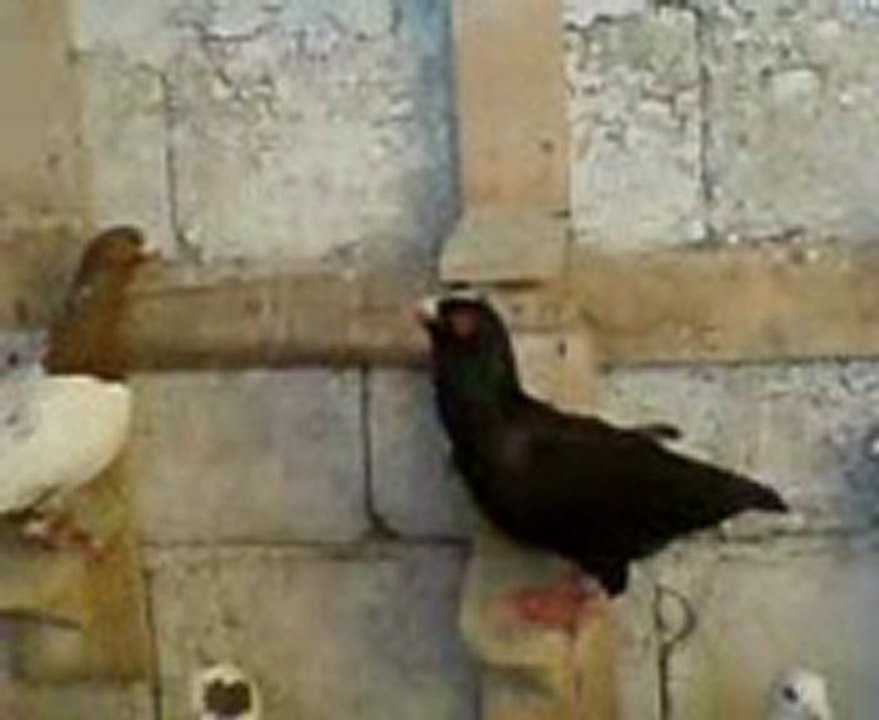 Fehmi ateş filo güvercinleri www.guvercinrehberi.com