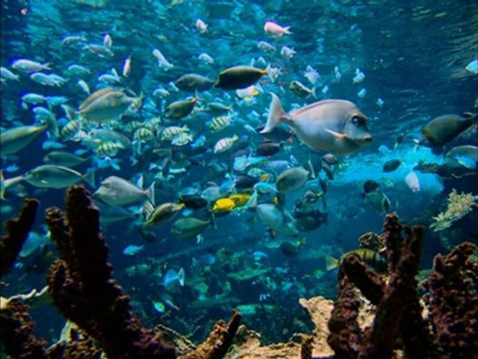 Mon film " alléluia ! 2010