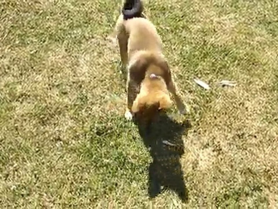 Fisca et le scarabée