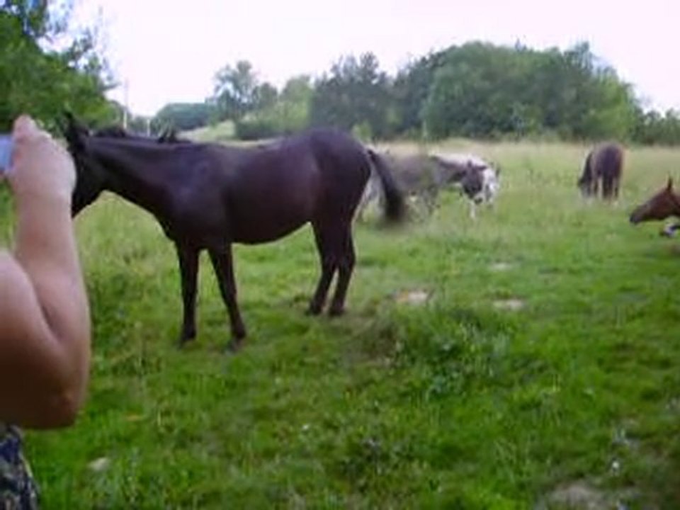 29.6.10balade-équidés (45)