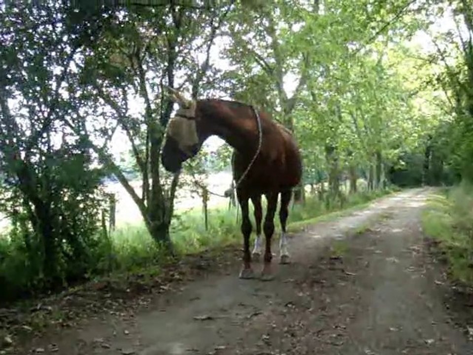 Balade à pied 02.07.10