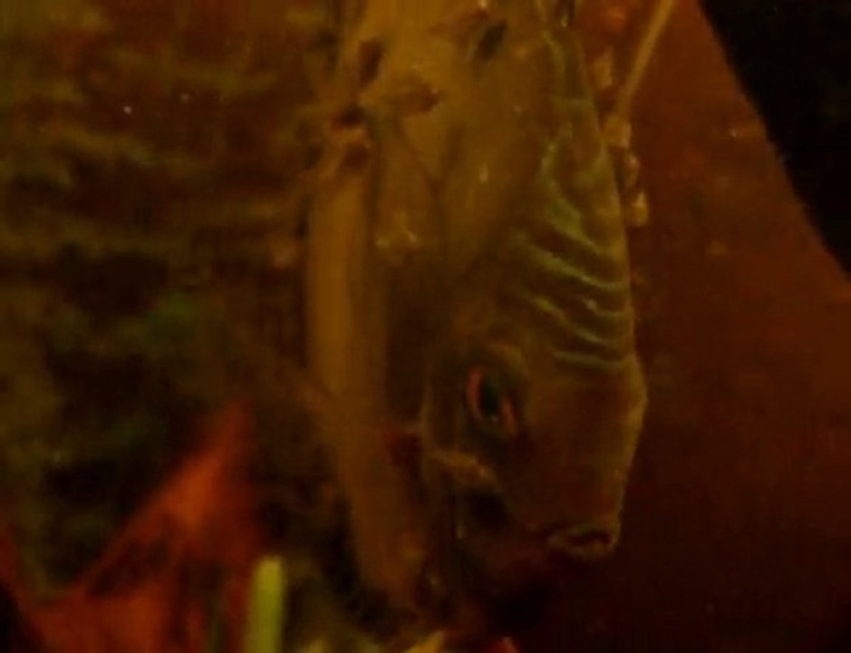 Dingue dingue de toi ...!