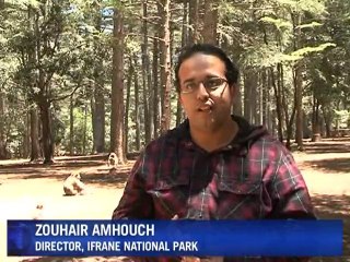 Moroccan Barbary apes under threat