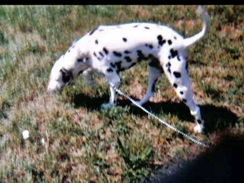 В ПАМЕТ НА АЛЕКС