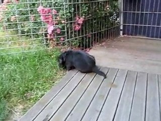 Portée F du Clos chalandré à 4 semaines