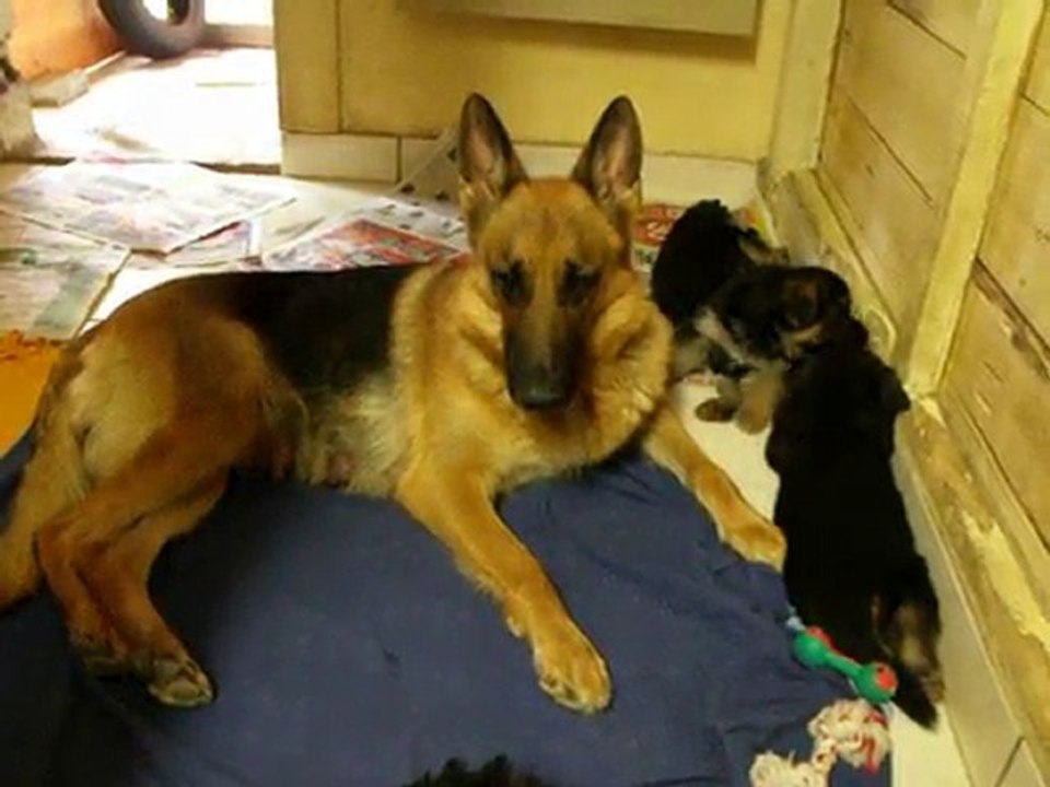 bellis et fanny : début conflit mère fille , chiots de 4 sem