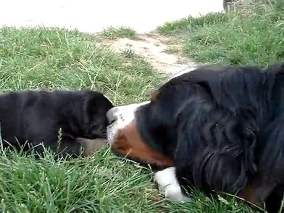 portee-chapxdjazz-2010 - Eylandt et rose