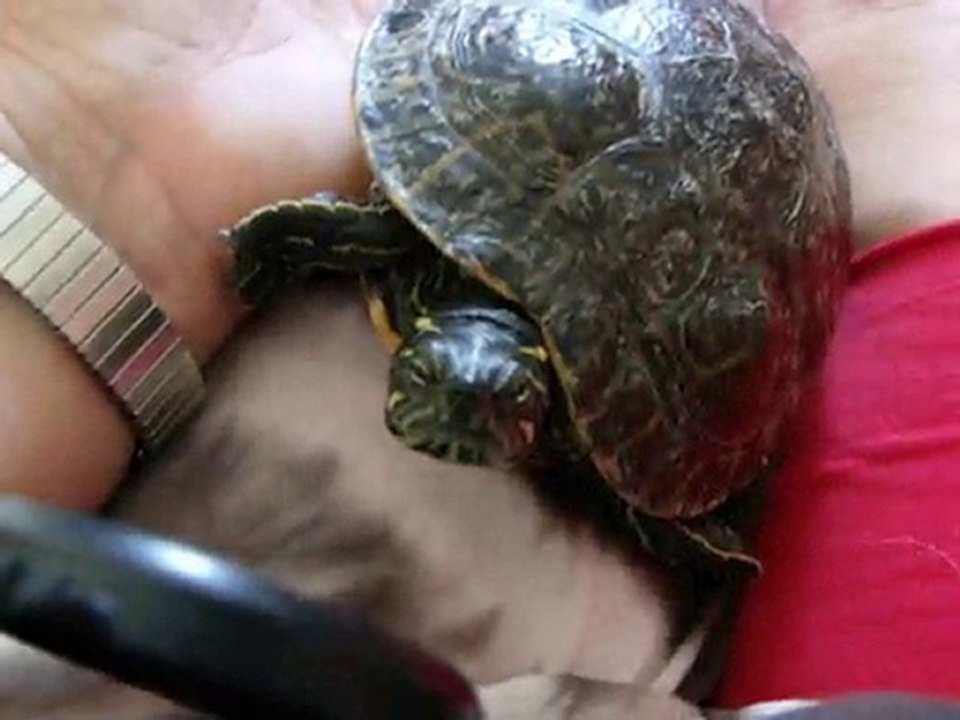 Hugo la tortue