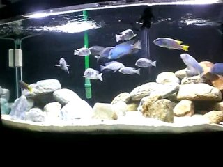 300 Litrelik Akvaryum um + Damızlık Yunuslarım