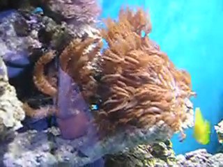 240L récifal en eau