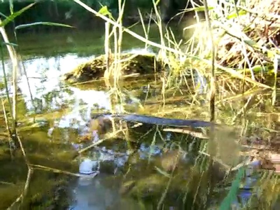 Release Chub