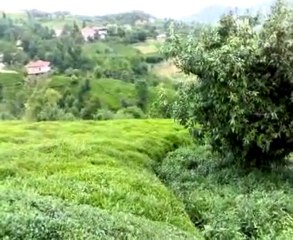 03072010 İkinci sürgün Çay kampanyası