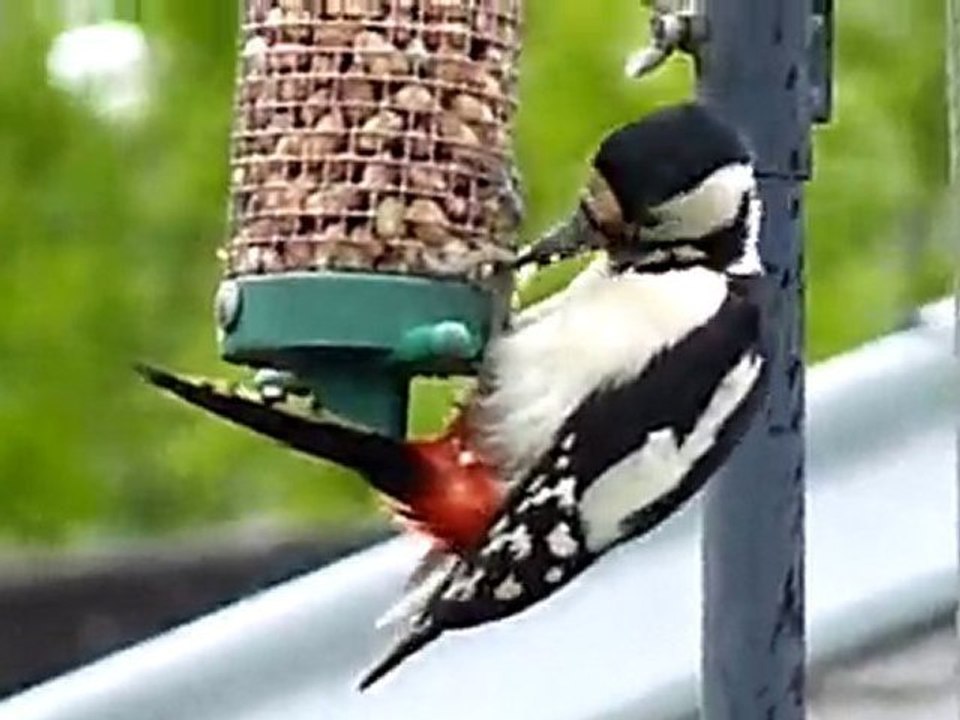 Rabs Woodpecker