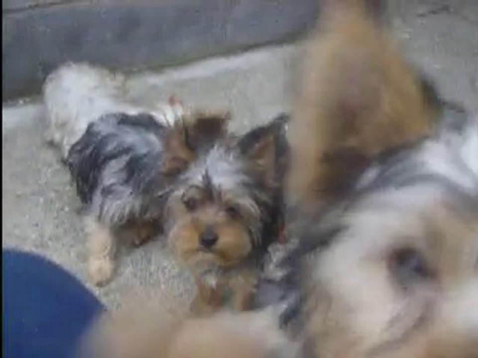 video 1 avec les chiens