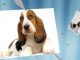 Bassett Hound Puppies For Sale
