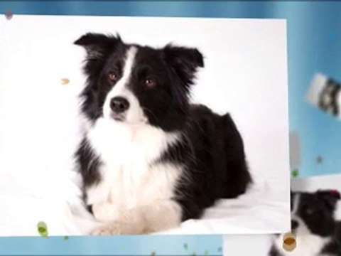 Border Collie Dogs