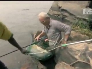 Dev Pirena, Gerçek, İnanılmaz video