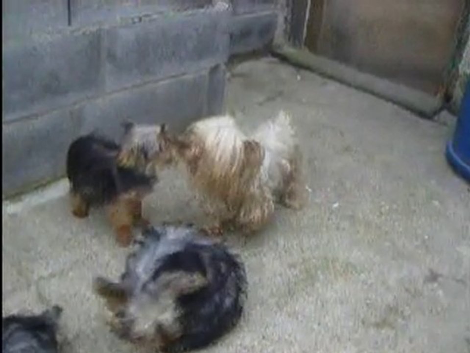 video5