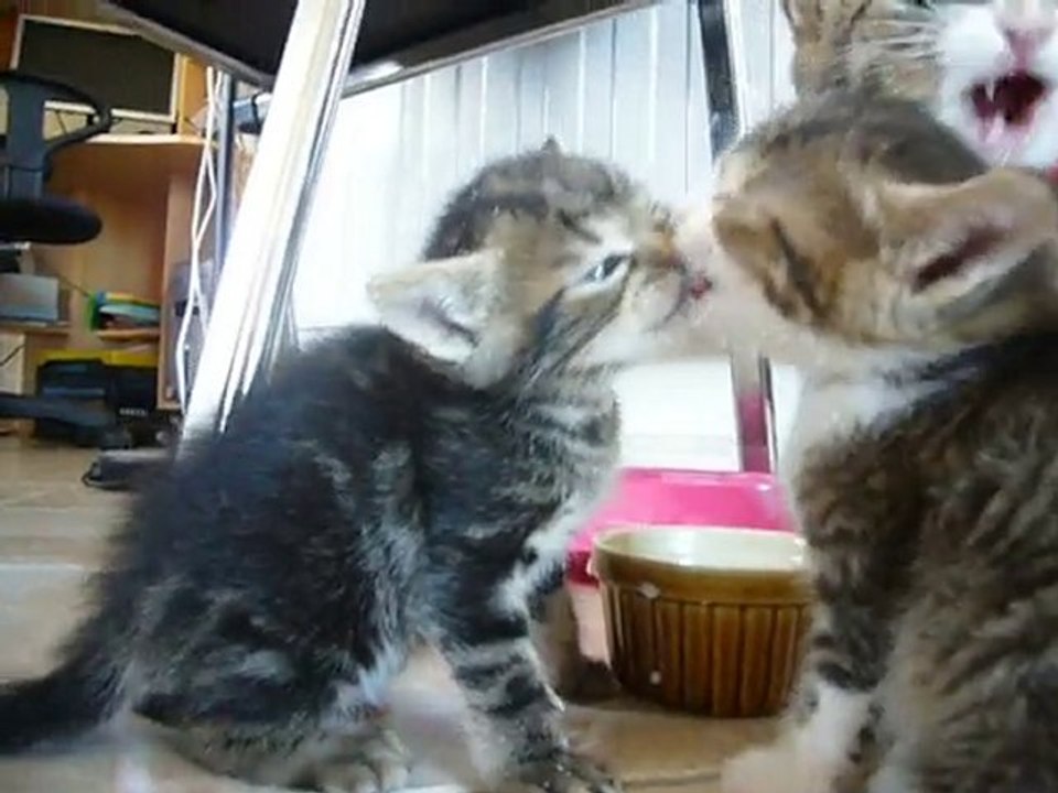 chatons qui se léchouillent le museau