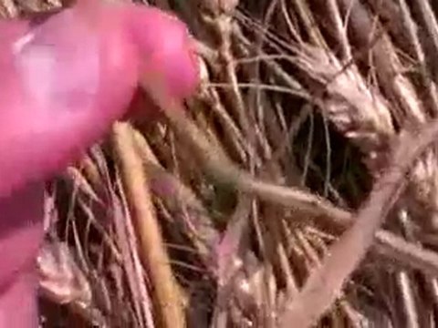 CROP CIRCLE,ITALY 02.07.2010