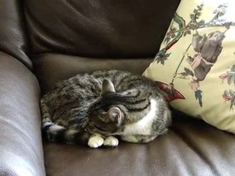 Le repos après la chasse